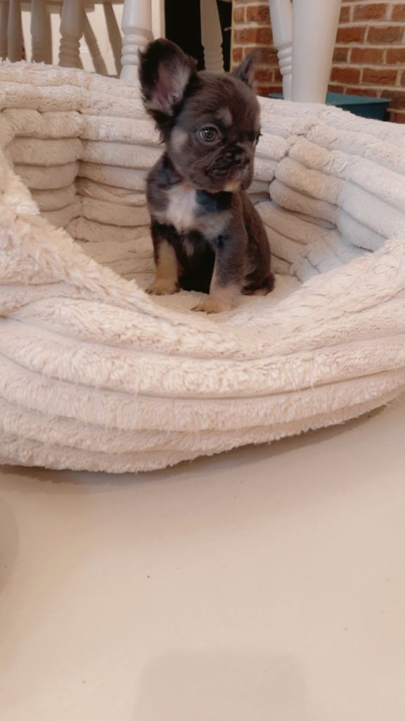 Full fluffy French bulldogs 