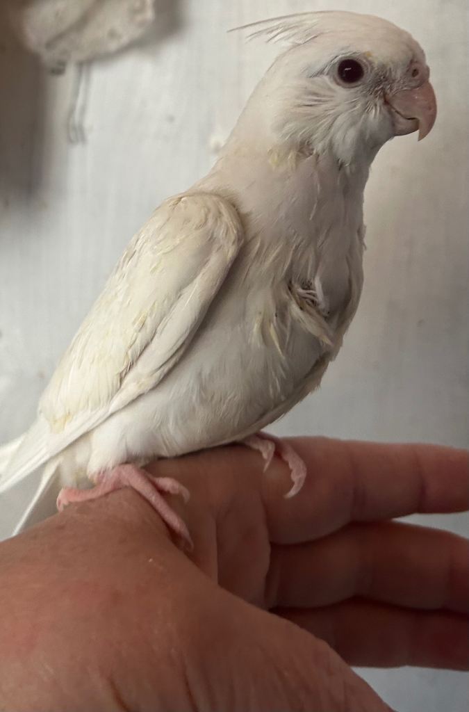 Baby cockatiels & baby budgies