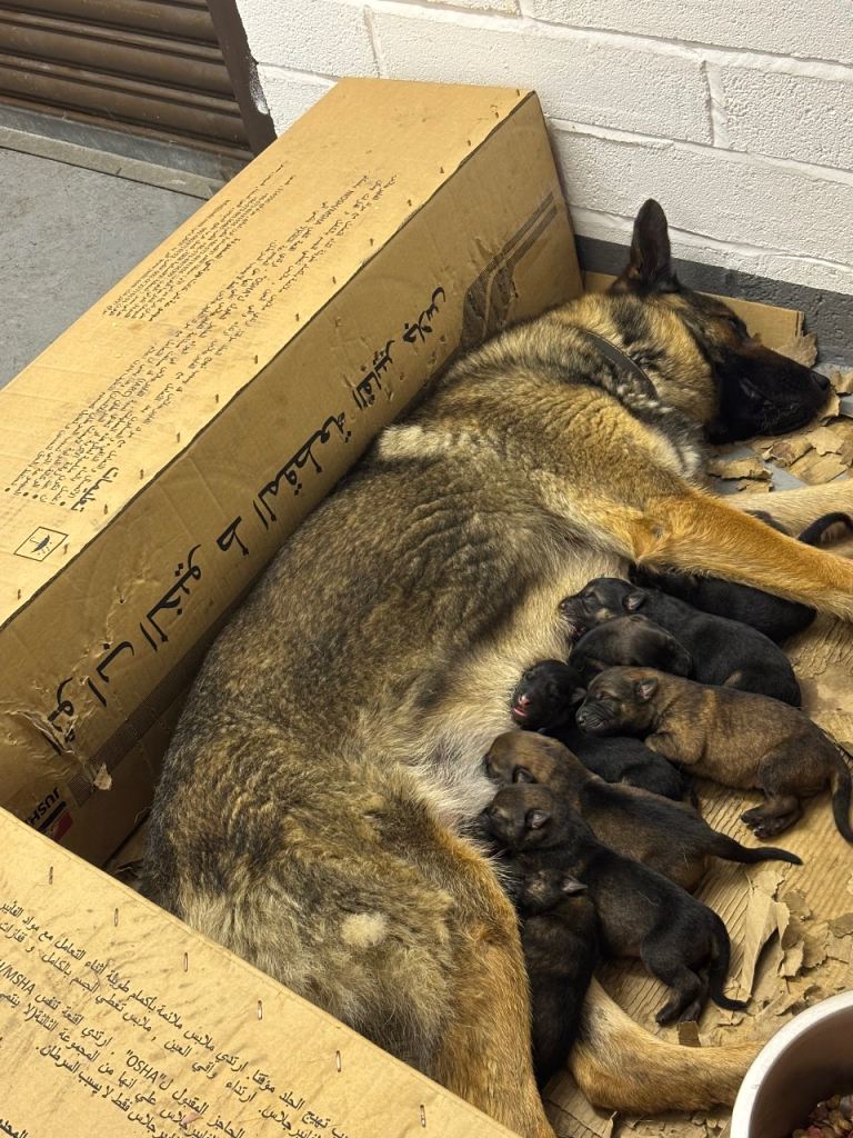 German shepherd puppies
