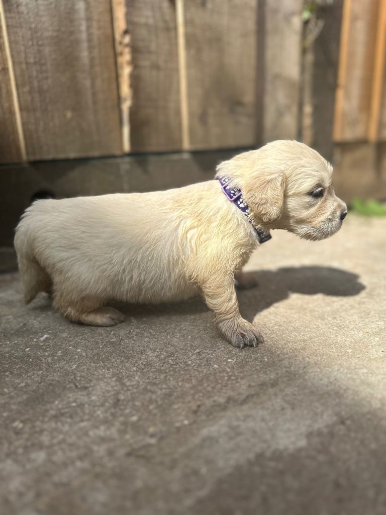 *1 available* Beautiful Golden retriever puppies