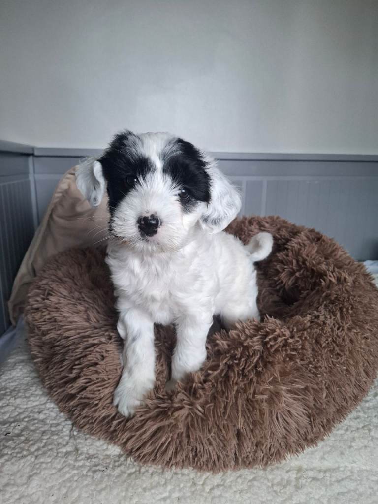 Tibetan Terriers (IKC reg pending)