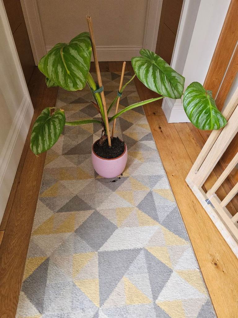 House Plant with Pink Pot