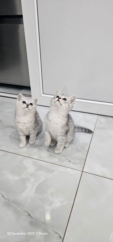 kittens 2 lovely girl available for new house 