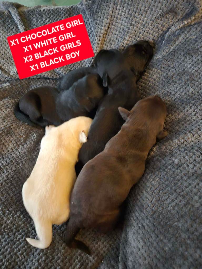 Labrador puppies 