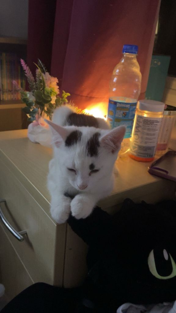 KITTEN FOR SALE IMMEDIATELY