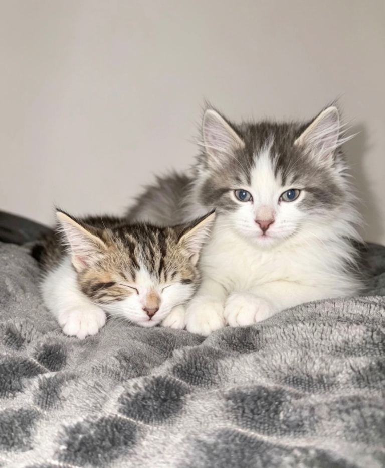 British longhair kittens🐾 