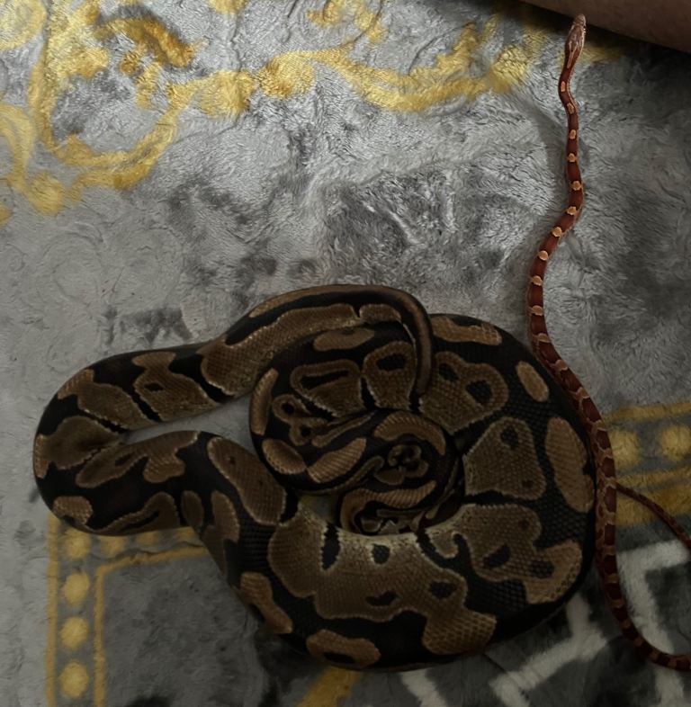 Corn Snake & Ball Python – £170 for Both  £170 for both snakes