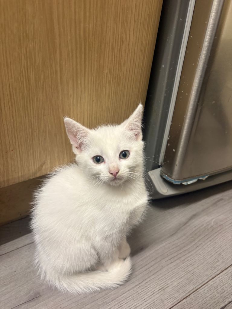 2 kittens left looking for their forever home 