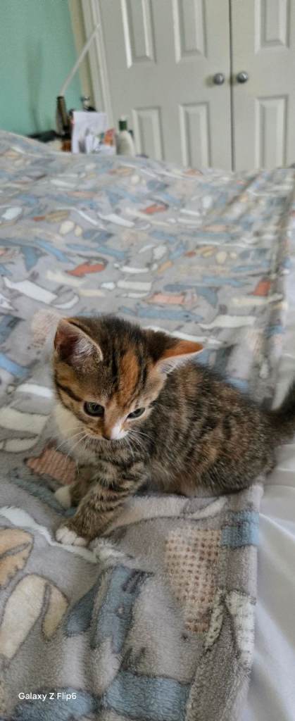 Moggie Kitten