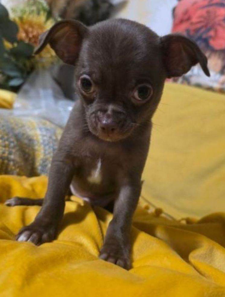 chihuahua  grill