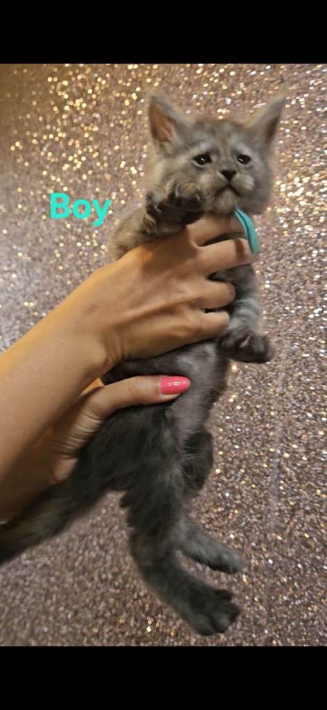 TiCA registered maine coon kittens