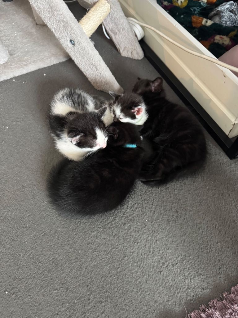 Kittens  ready 7th September  