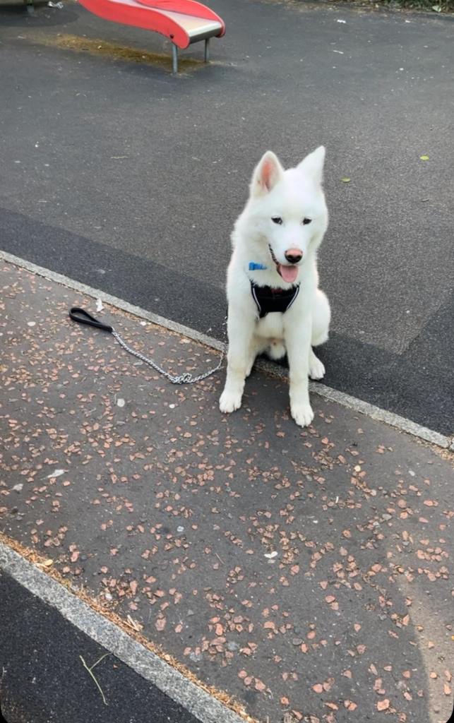 Beautiful White Akita Puppy Looking for Loving Home