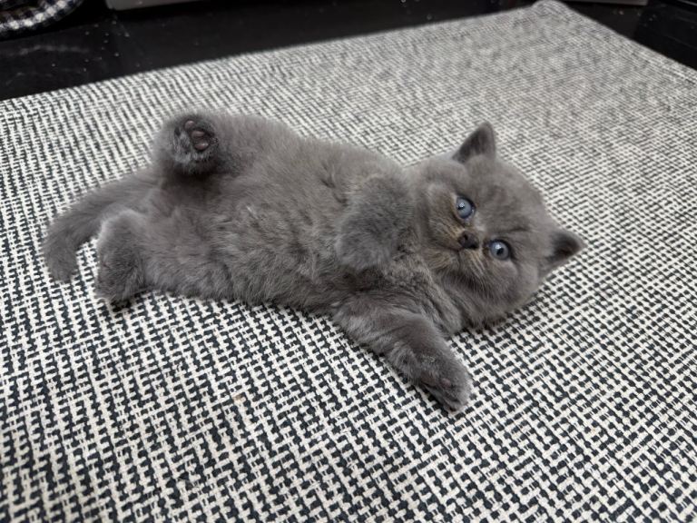 British Shorthair kitten
