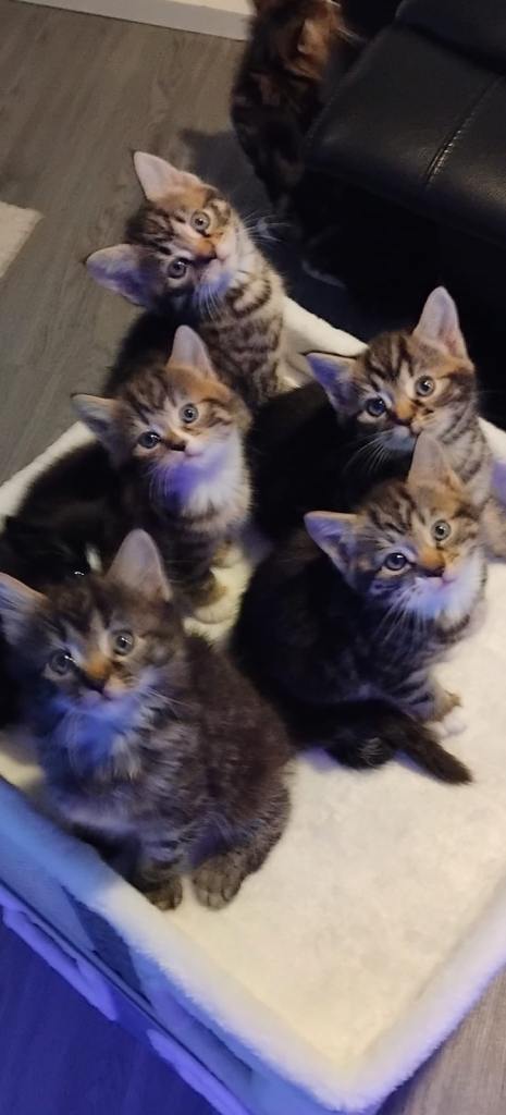 Beautiful tabby kittens boys and girls 