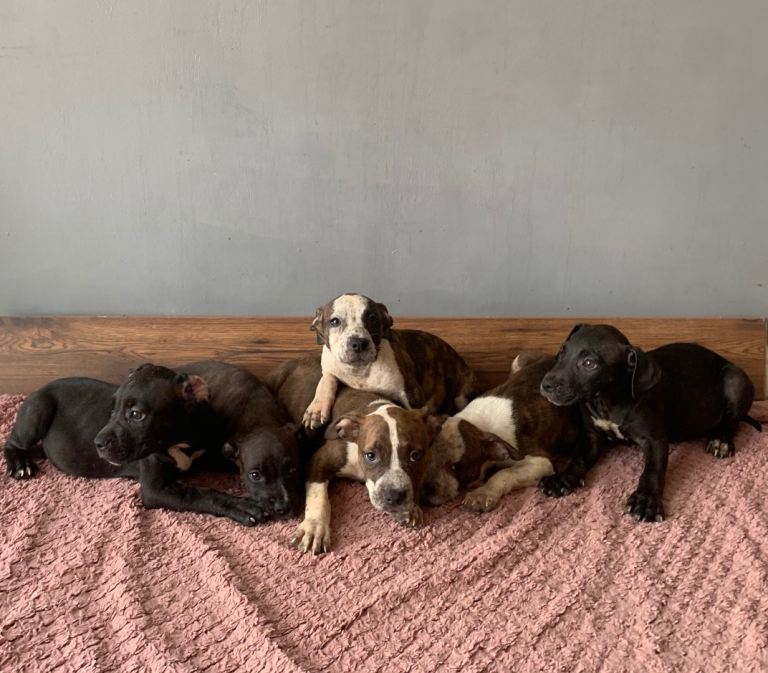 🔥 JAW-DROPPING POCKET BULLIES – MASSIVE GENETICS & LOVING TEMPERAMENTS 🔥