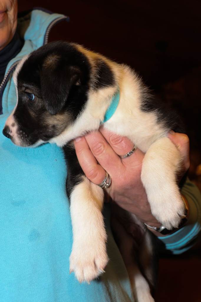 Welsh Collie Sheepdog Puppies for Sale
