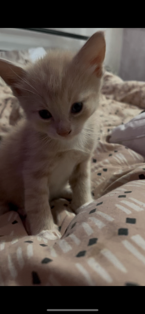 Kittens