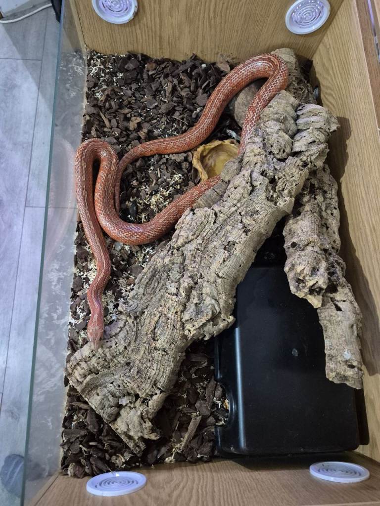 Snakes for sale 