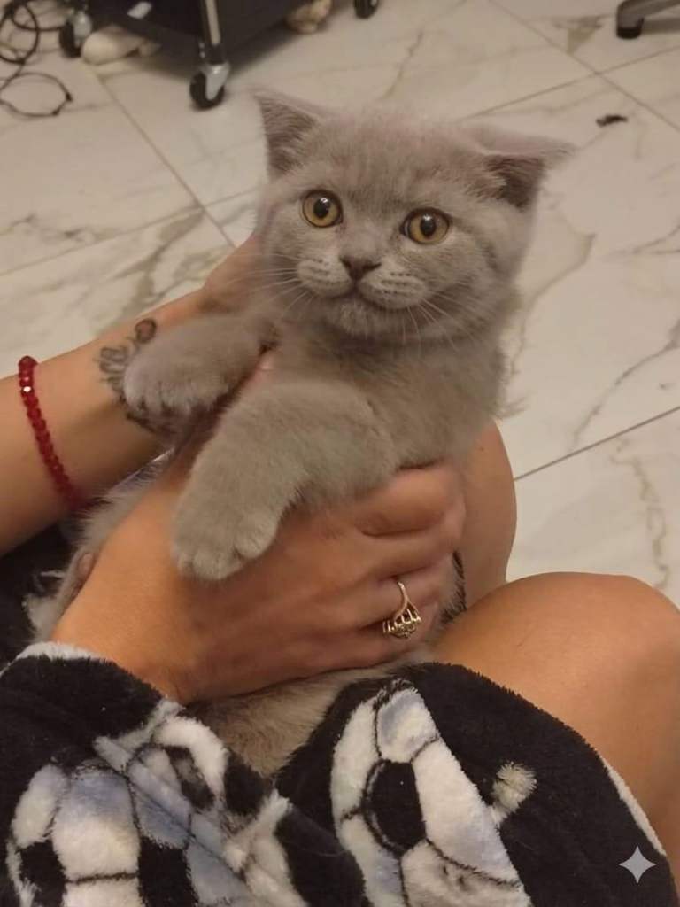 British Shorthair male kitten 