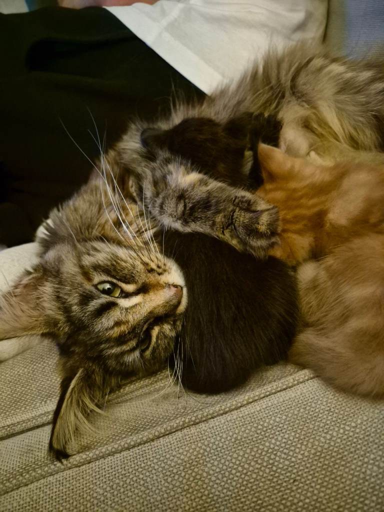 Mainecoon cross