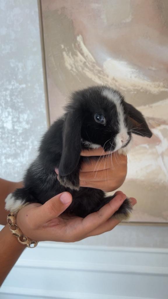 Female mini lop