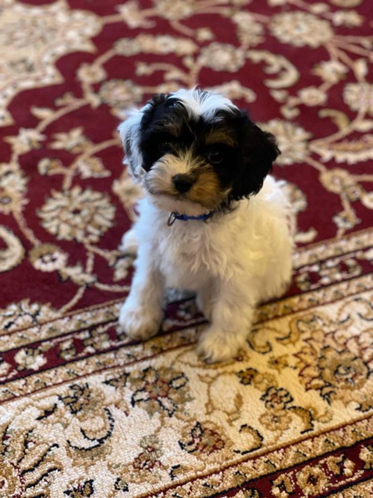 F1 cavapoos 