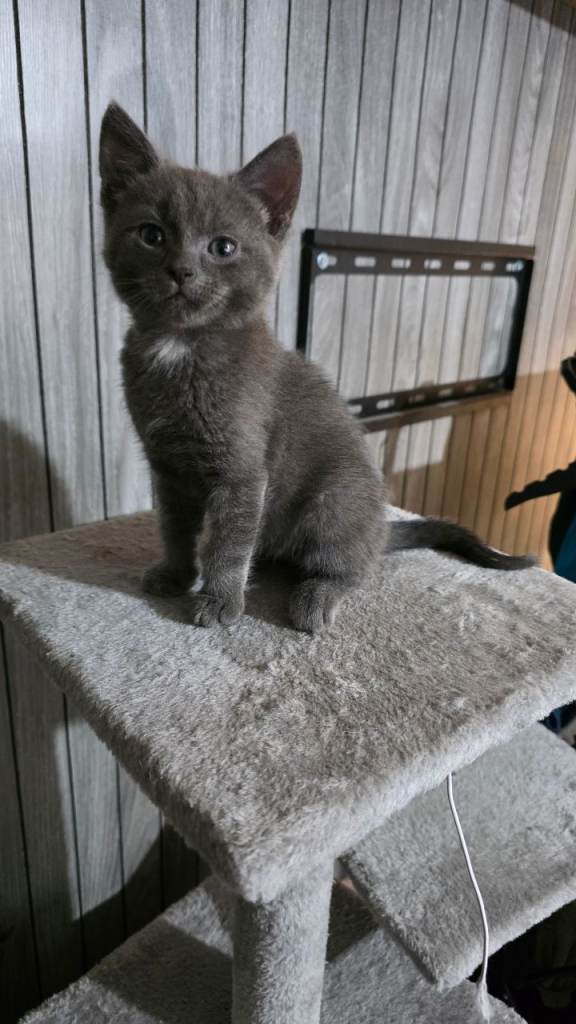 Georgeous kitten