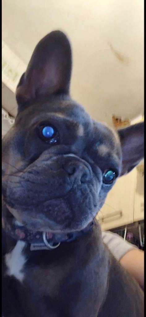 Frenchie