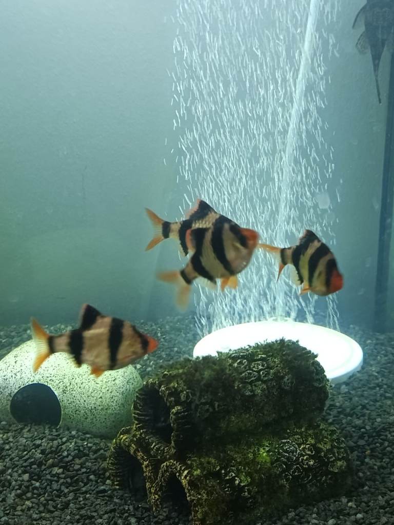 5 tiger barb 5 platys and a catfish 