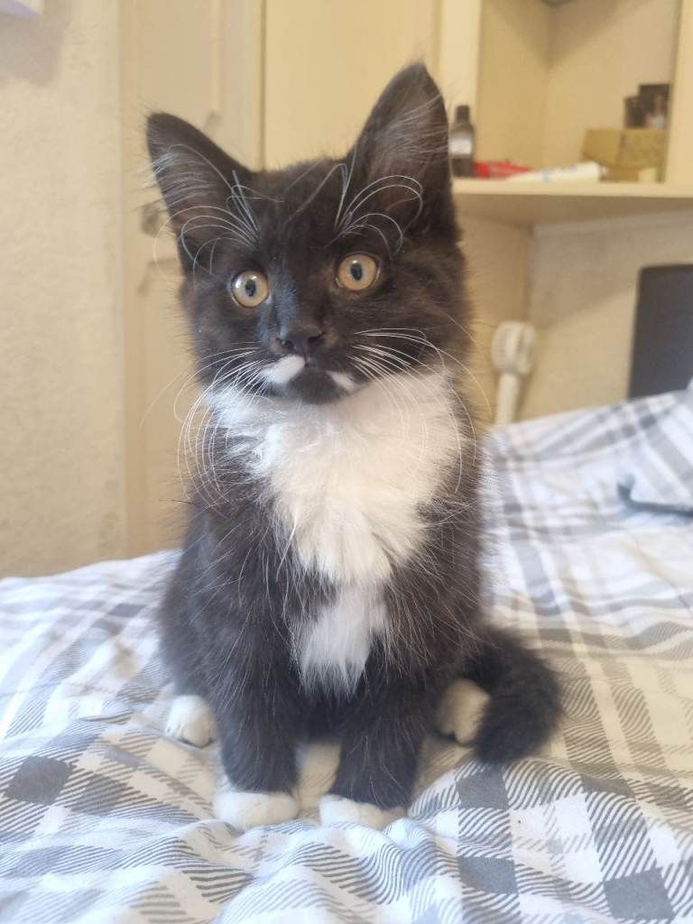 Kitten