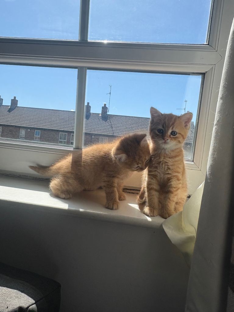 Kittens 