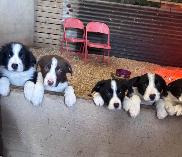 Northern Ireland Collie puppies 