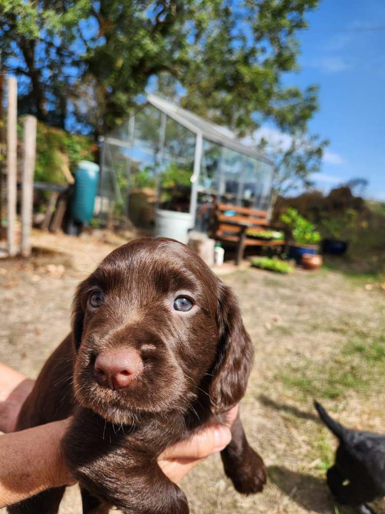 Cocker Spaniel Puppies