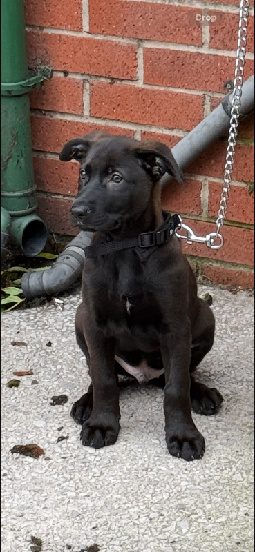 German Shepherd Puppy