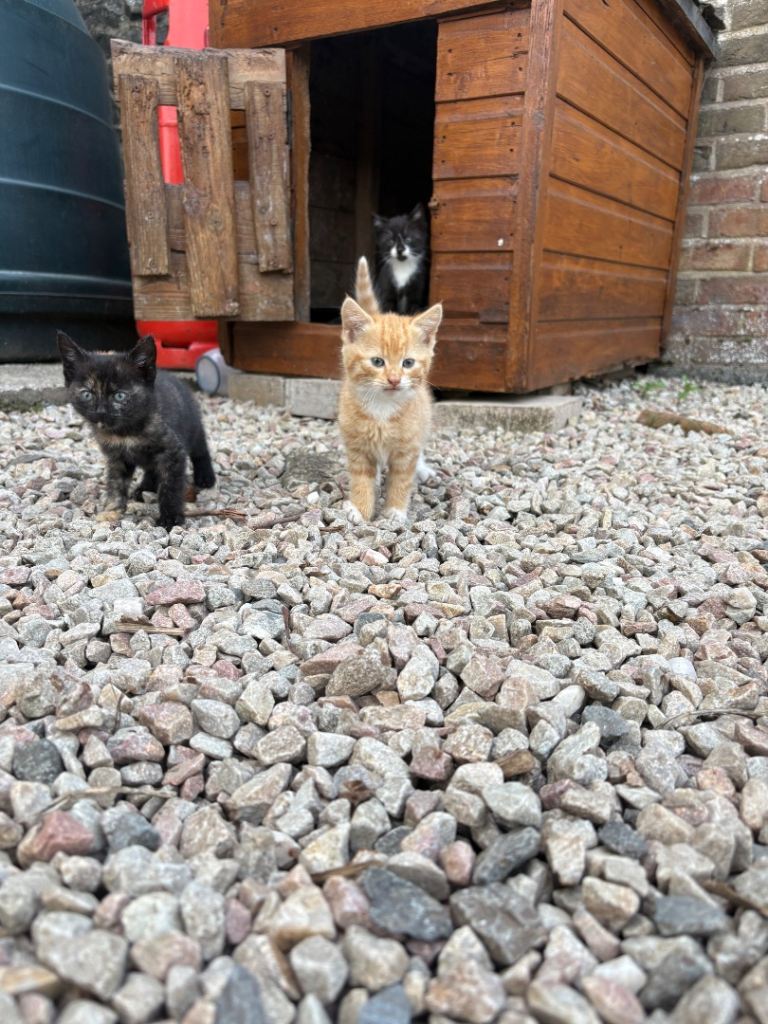 2 kittens for sale 