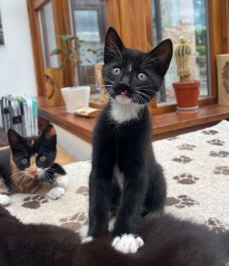 3 gorgeous kittens ready for new homes