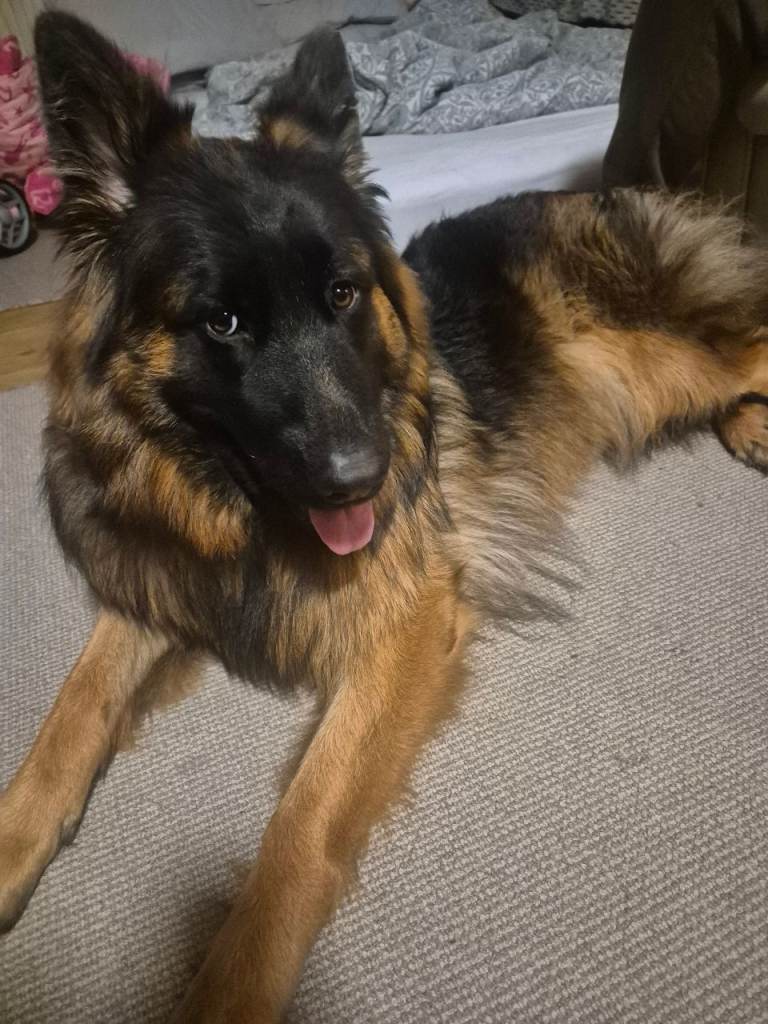 Female German Shepherd 