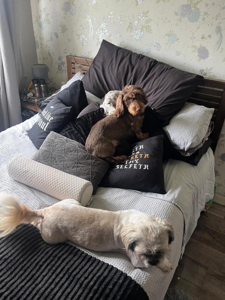 Gorgeous puppys wire hair dashhone/Shih Tzu