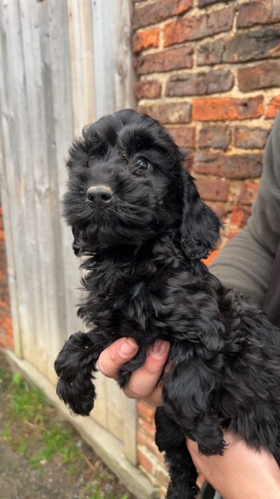 Beautiful Cockerpoo Puppies