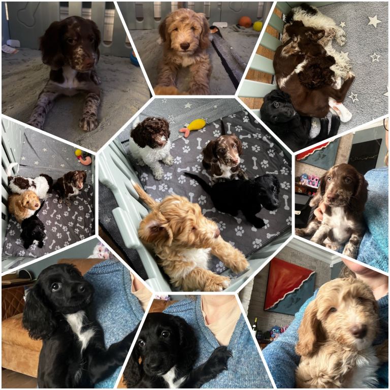 Sproodle puppies 2x girls 1x boy will be perfect pets or assistant dogs 
