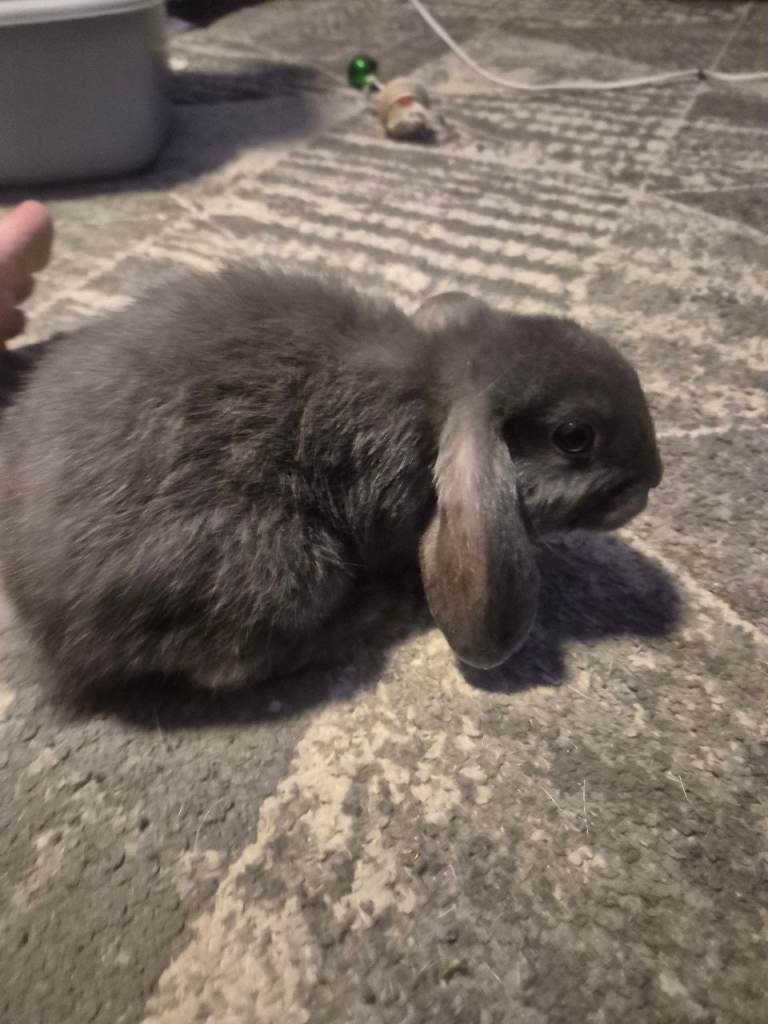 Mini lop 8weeks old