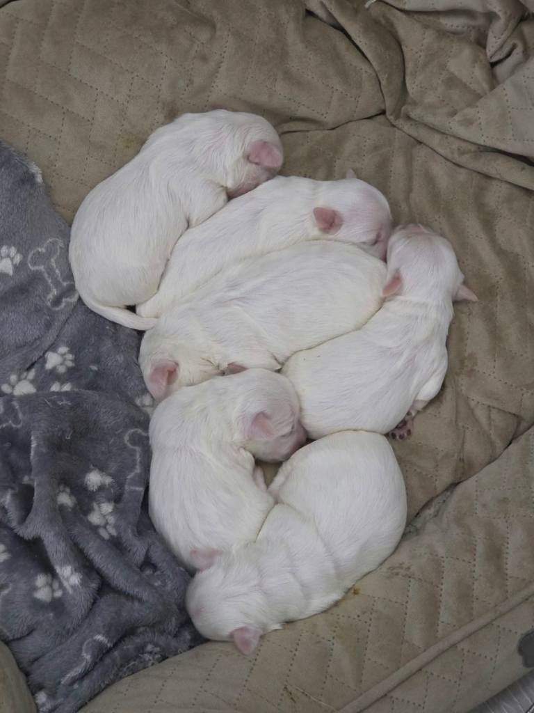 Maltese puppies 