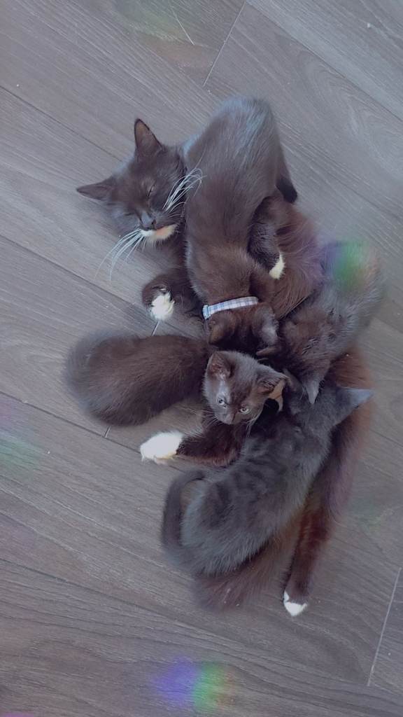 Kittens 