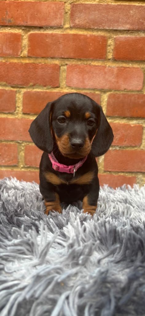 Miniature Dachshunds 