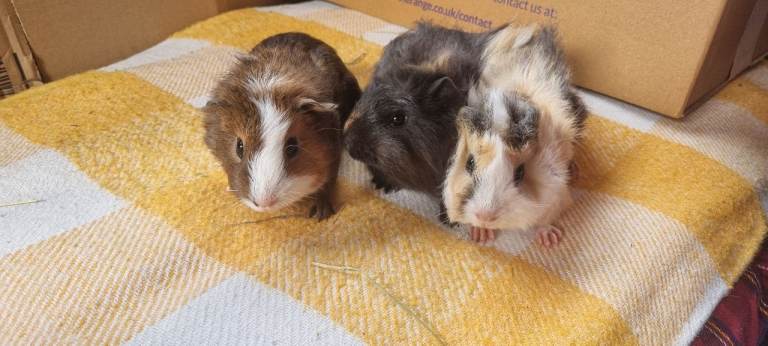 Baby Guinea Pigs 3 boys🩵🐹 and 2 girls 🩷🐹