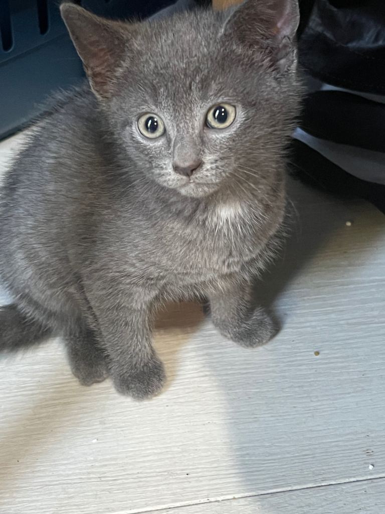 Russian blue female kitten