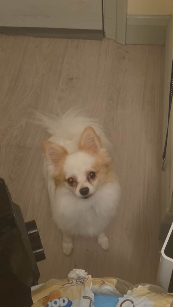 7-Month-Old pomeranian open to offers & Ready to Collect Today (Greenwich)