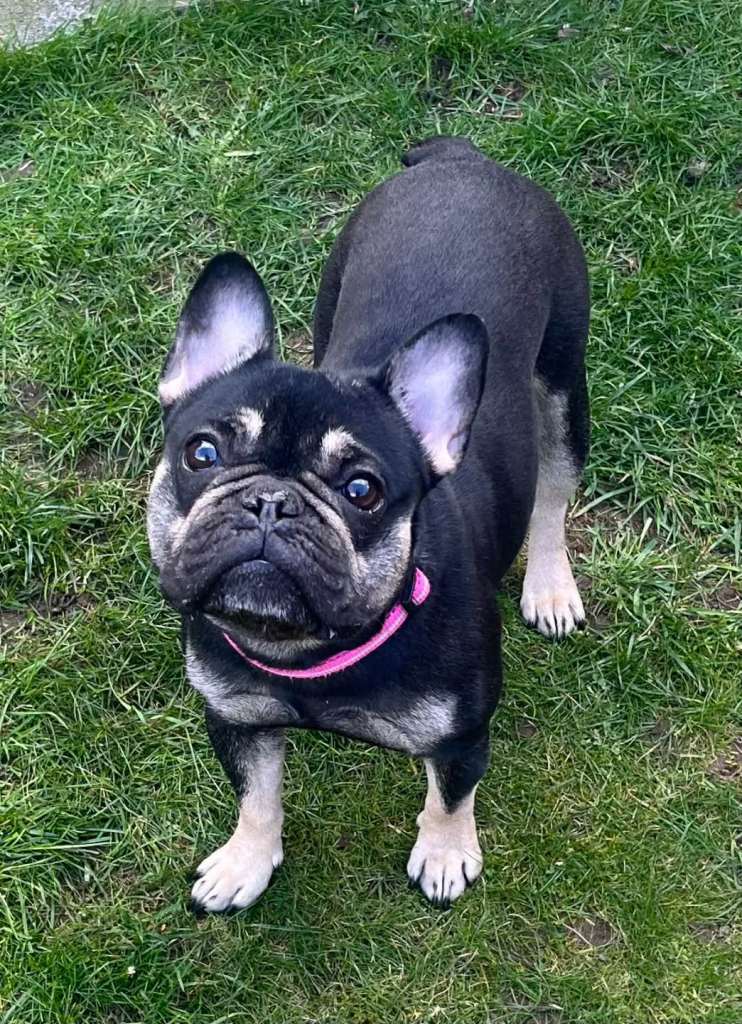 Beautiful frenchie girl 