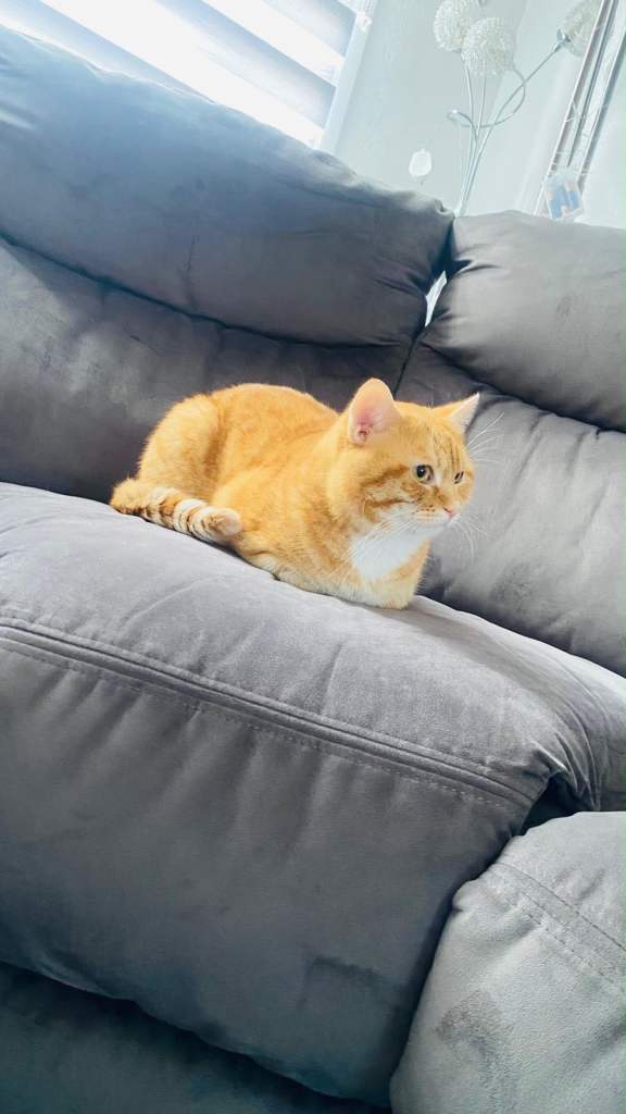 Simba
